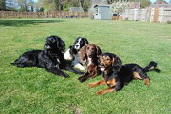 Bailey, Harley, Quest and Costa
