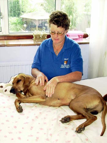Topjax Canine Massage